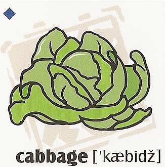 skolka_bratislava_cabbage