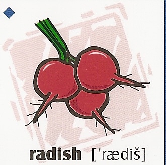 skolka_bratislava_radish