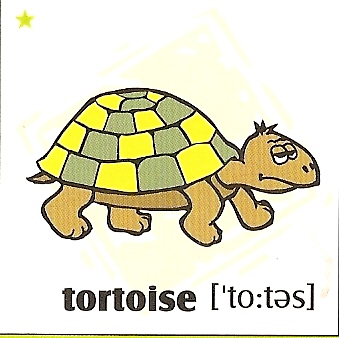 skolka_bratislava_turtle